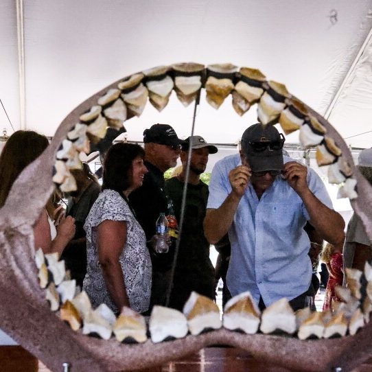 Venice Sharks Tooth Festival