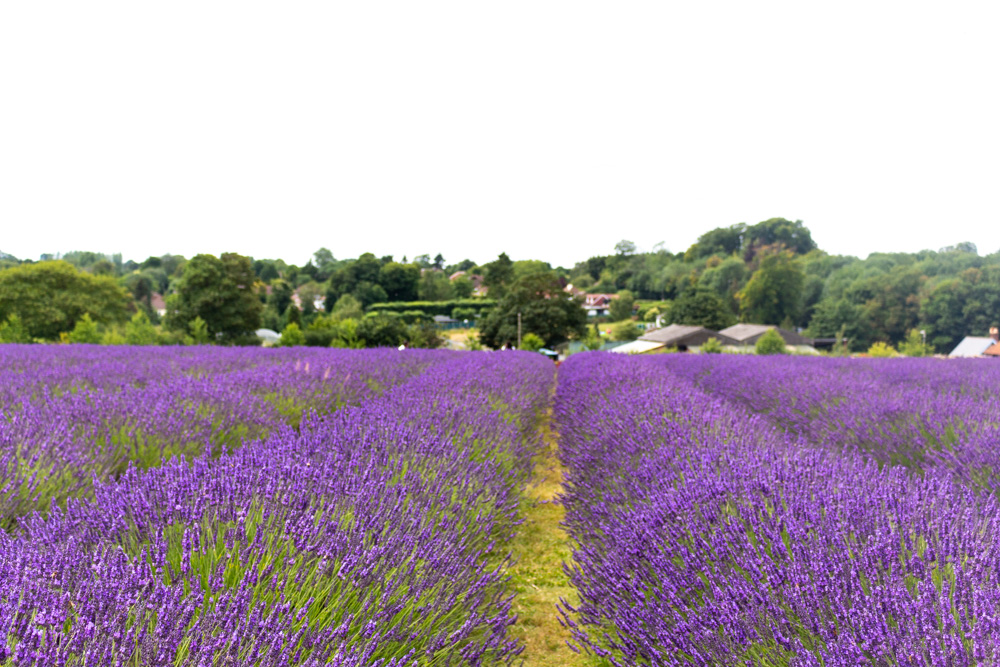 Southern Oregon Lavender Festival