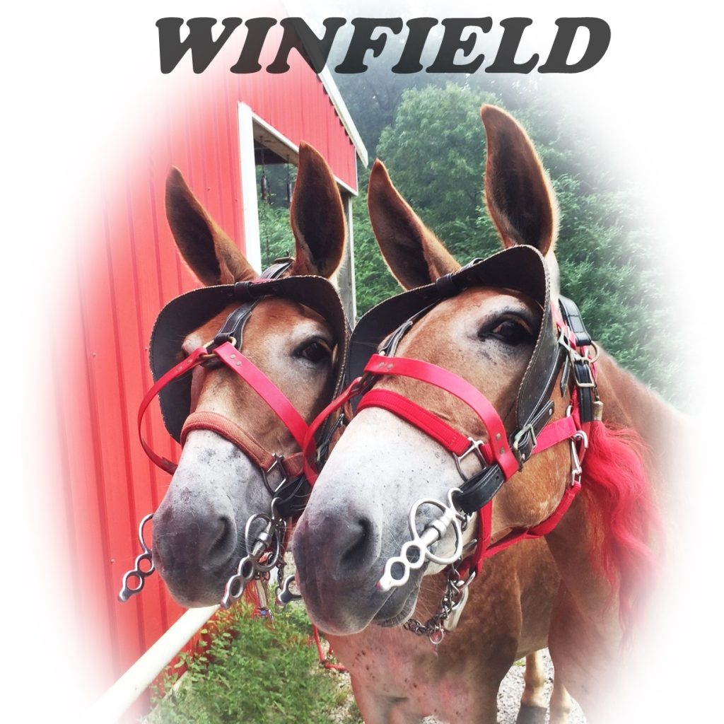 Winfield Mule Day