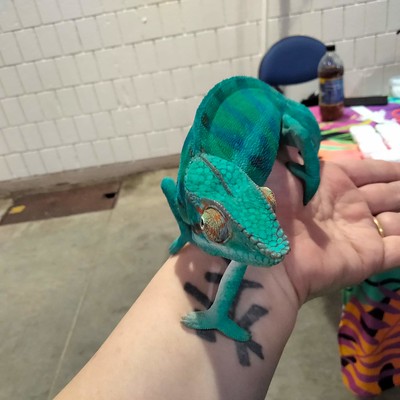 Repticon Birmingham Reptile & Exotic Animal Expo