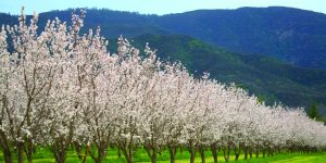 Capay Valley Almond Festival