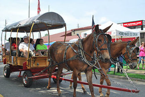 Gordo Mule Day and Chickenfest