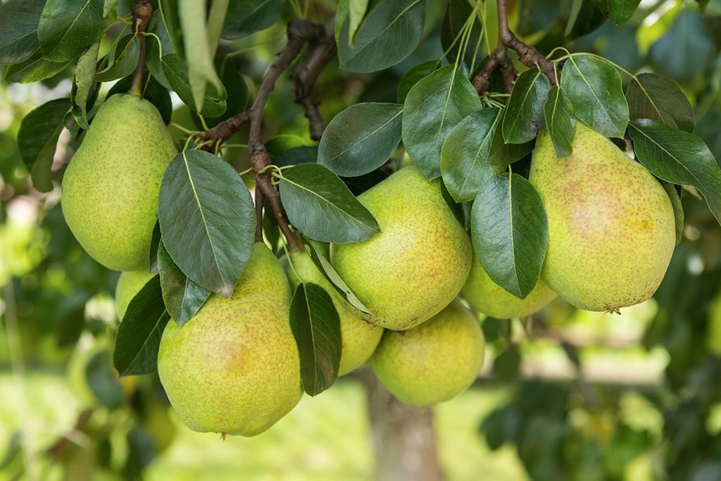 Courtland Pear Fair 2024 (28 July) in Courtland, California FestivalNexus