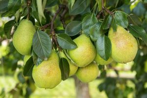 Courtland Pear Fair