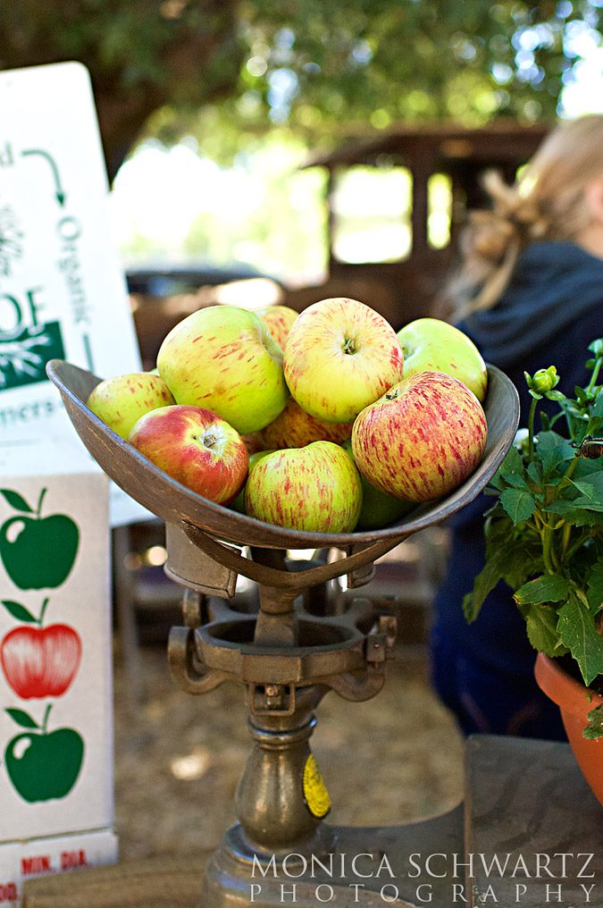 Gravenstein Apple Fair