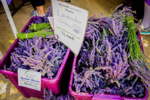 Ojai Valley Lavender Festival