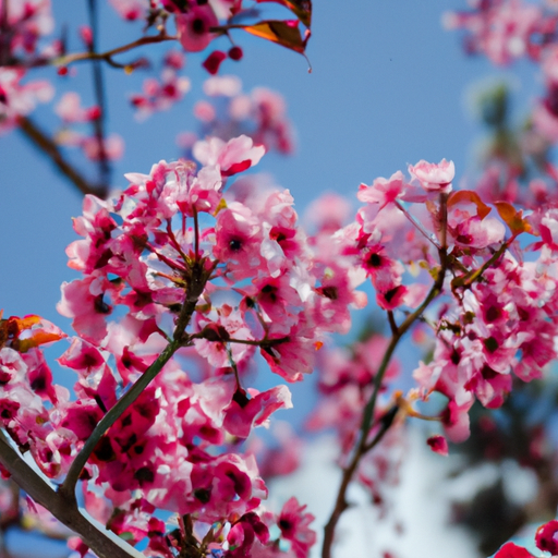 Northern California Cherry Blossom Festival 2024 & 2025 in California