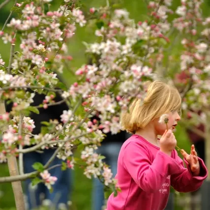 Sholan Farms Apple Blossom Festival