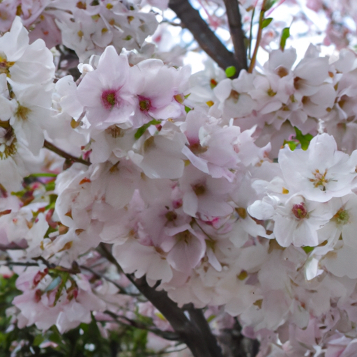 Brookhaven Cherry Blossom Festival 2024 in Brookhaven, USA