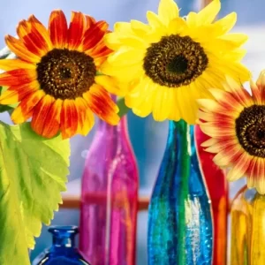 Mayville Sunflower Festival