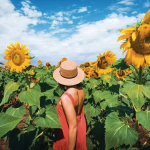 International Sunflower Festival