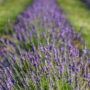 Lavender Trails (Vendor Sunday)