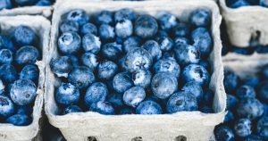 Apple Family Farm Blueberry Day