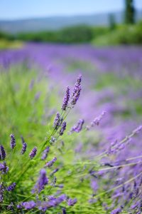 Blake’s Lavender Festival