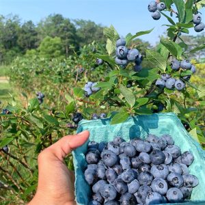 Blueberry Festival at Argos Farm