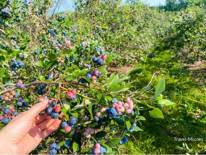 Blueberry Festival at Blueberry Lane Farms