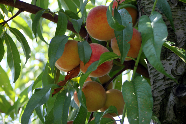 Cherry Creek Orchards Peach Festival