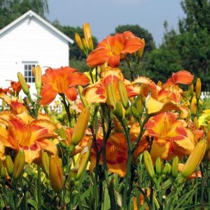 Dazzling Daylilies Festival