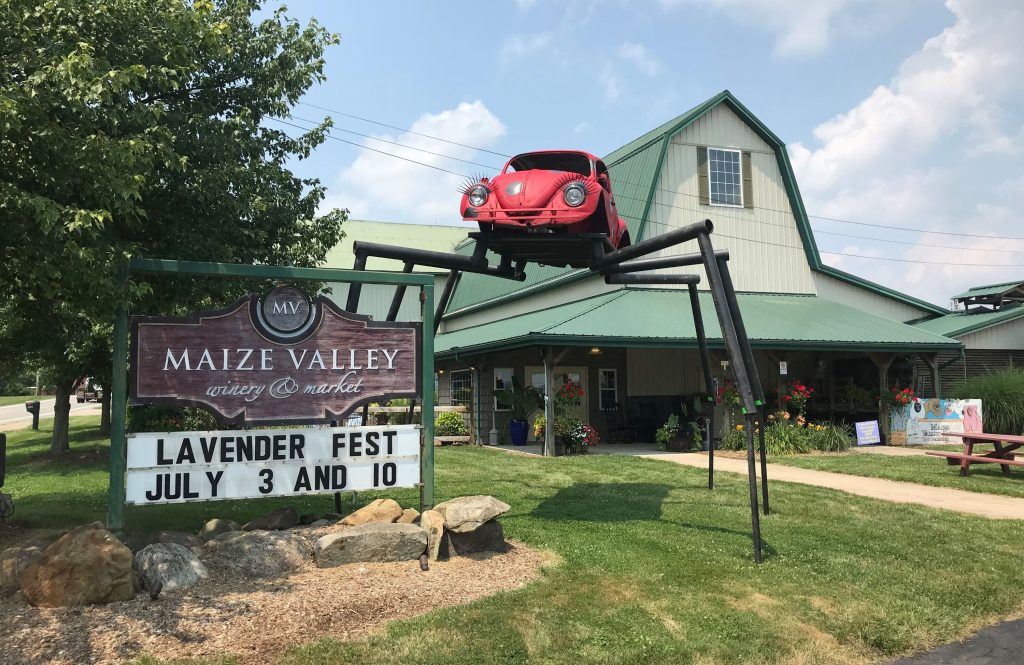 Maize Valley Winery and Craft Brewery Lavender Festival