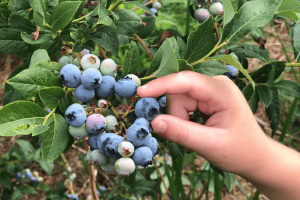 Hollabaugh Bros. Blueberry Festival