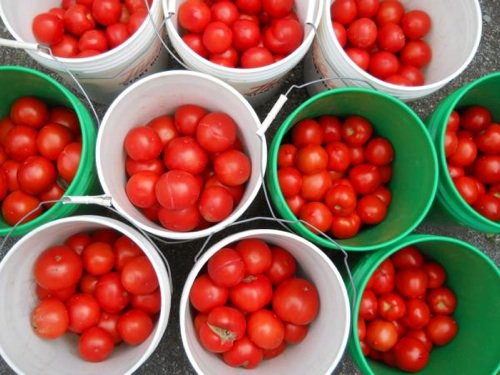Lauderdale County Tomato Festival