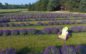 Lavender Daze at Indigo Lavender Farms