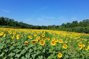 Mountain City Sunflower Festival