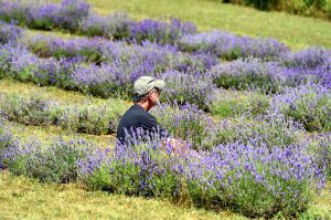 NY Lavender Festival