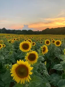 Red River Farms Sunflower Festival