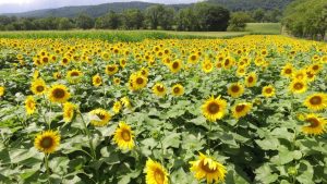 Von Thun Farms Sunflower Festival