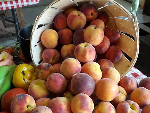 Just Peachy Festival at Terhune Orchards