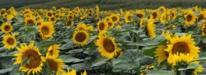 Maple Lawn Farms Sunflower Festival