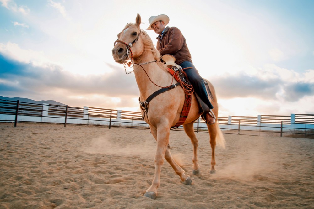 Palomino Fest and Pro Rodeo