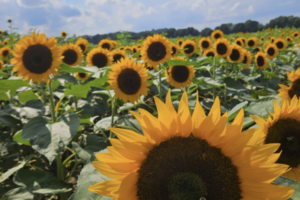 Tranquillity Farms Sunflower Festival