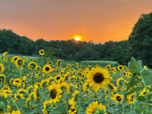 West Virginia Sunflower Festival