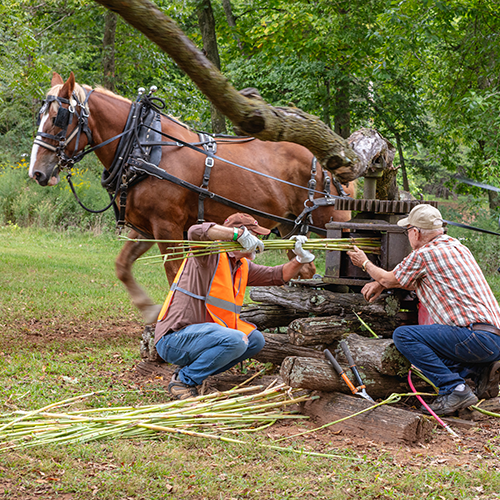 Cane Hill Harvest Festival