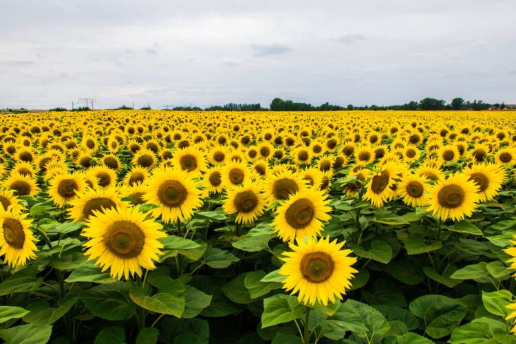 Fall Sunflower Market at Lambrecht Farm