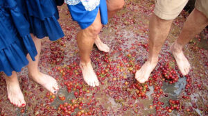 Grape Stomp and Harvest Festival