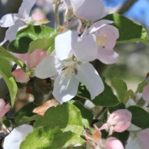 Biglerville Apple Blossom Festival 2024 & 2025 in Biglerville, USA