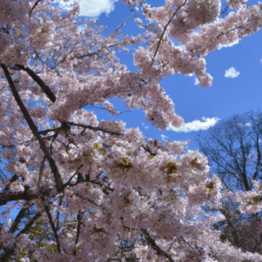 Cherry Blossom Newark 2025 Layla Anastasie