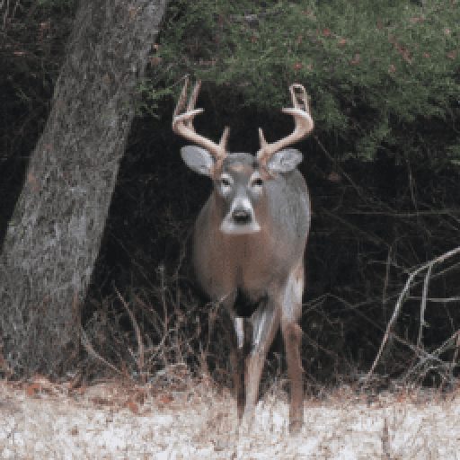 Michigan Deer and Turkey Spectacular 2024 in Lansing, Michigan, USA
