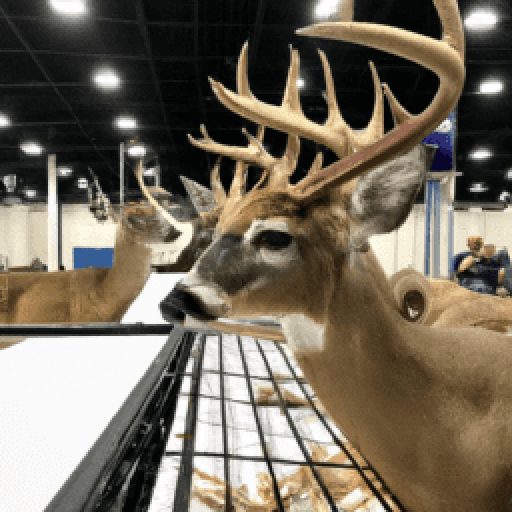 Michigan Deer Turkey Expo 2024 in Lansing, Michigan, USA FestivalNexus