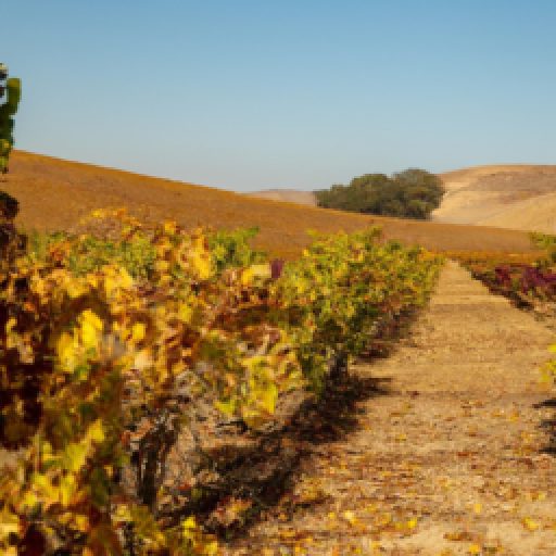 Paso Robles Harvest Wine Weekend 2024 & 2025 in California, Paso Robles