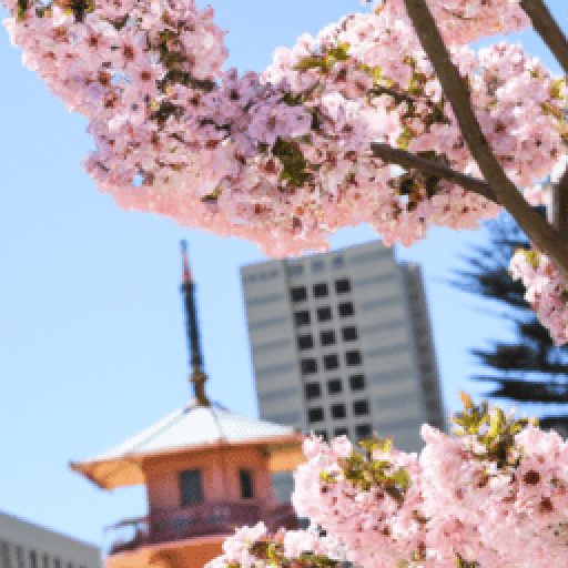 San Francisco Cherry Blossom Festival 2024 in California, San Francisco