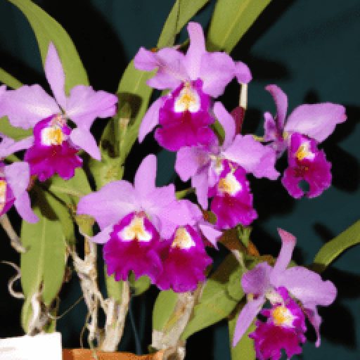 Tamiami International Orchid Festival 2024 & 2025 in Florida, Miami