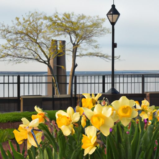 The Gloucester Daffodil Festival 2024 & 2025 in Gloucester, USA