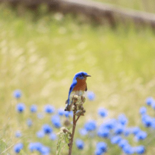 Wills Point Bluebird Festival 2024 in Texas, USA, Wills Point FestivalNexus