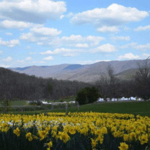 Wye Mountain Daffodil Festival 2024 & 2025 in Arkansas, Bigelow, USA